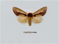 藏品(雙色美舟蛾)的圖片